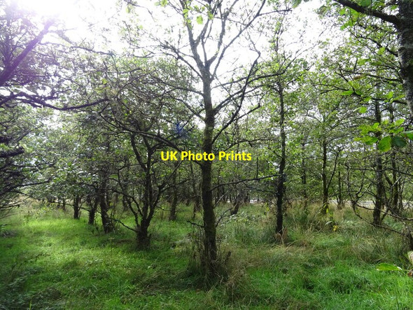 Photo 6"x4" Woodland near the A74(M) Elvanfoot c2021