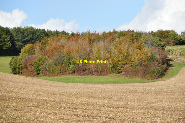 Photo 6"x4" Copse with autumn colours, seen across field Lane End\/SU5525 c2021