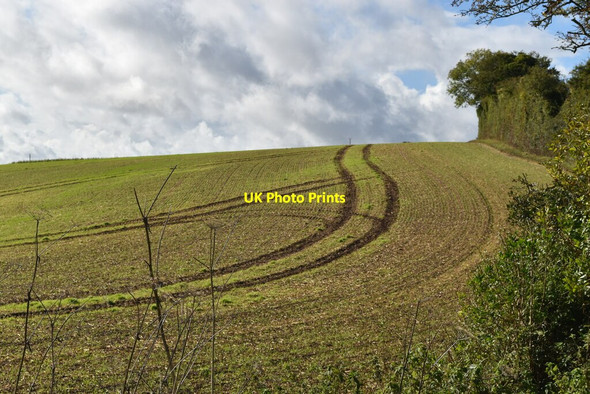 Photo 6"x4" Field edge south of Ox Drove Morestead c2021
