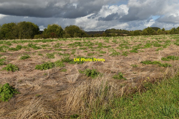 Photo 6"x4" On Fawley Down Chilcomb c2021