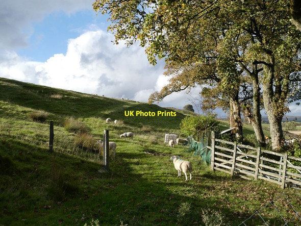 Photo 6"x4" Field with sheep behind Knotts Farm Knotts\/SD7653 c2021