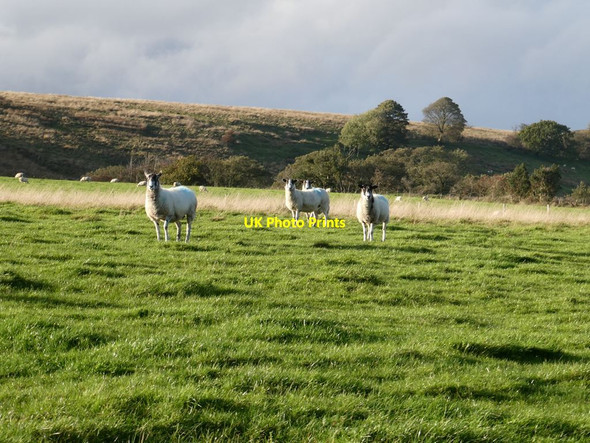 Photo 6"x4" Sheep in field beside Knotts Lane Forest Becks c2021