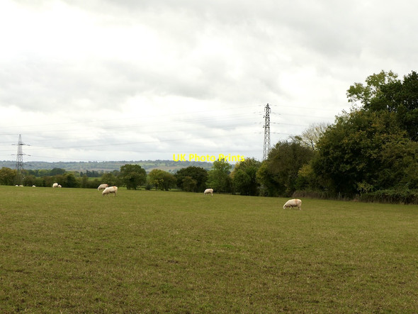 Photo 6"x4" Sheep, Greete Greete c2021