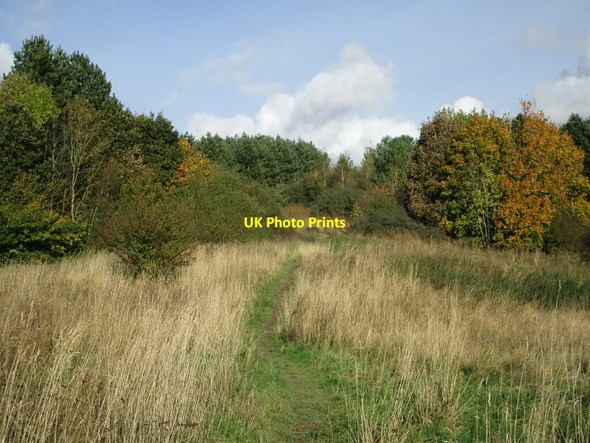 Photo 6"x4" Silverhill Wood Country Park Fackley c2021