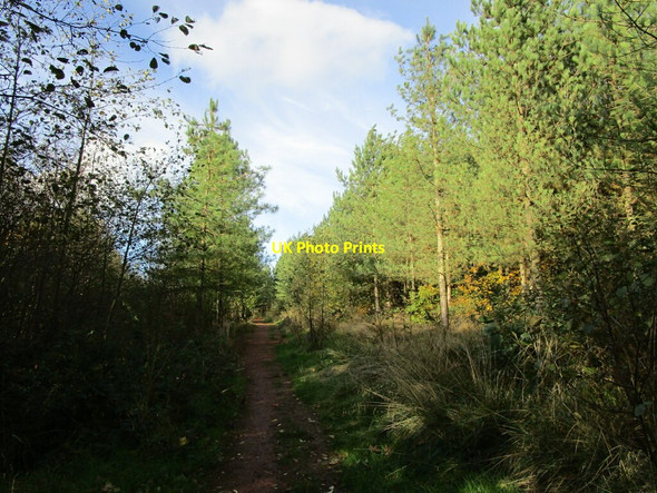 Photo 6"x4" Footpath, Silverhill Wood Country Park Dunsill c2021