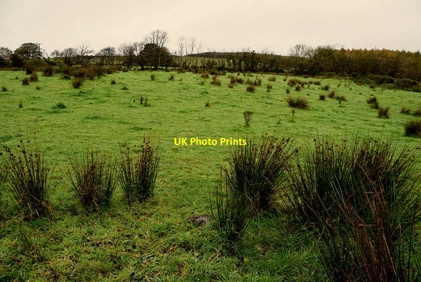 Photo 6"x4" Rushy ground, Faccary Mountfield\/H5378 c2021