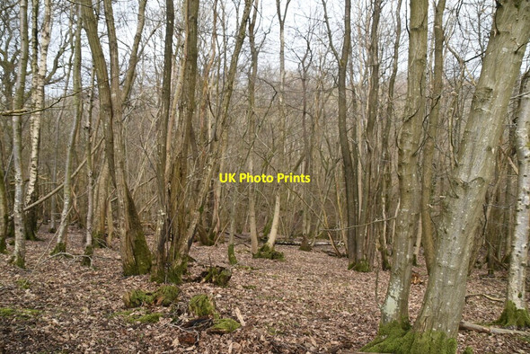 Photo 6"x4" Pheasants Wood Chapel Cross\/TQ6120 c2021