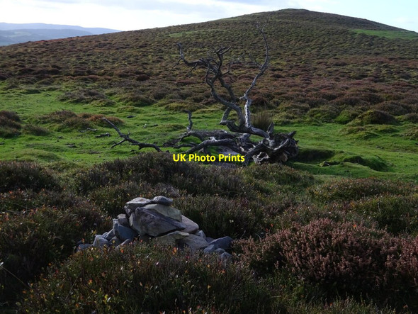 Photo 6"x4" On the slopes of Packetstone Hill Minton c2021