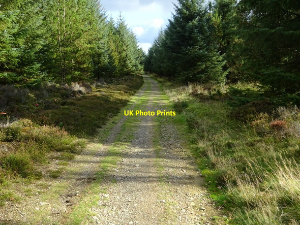 Photo 6"x4" Footpath through woodland on the southern Long Mynd Handless c2021