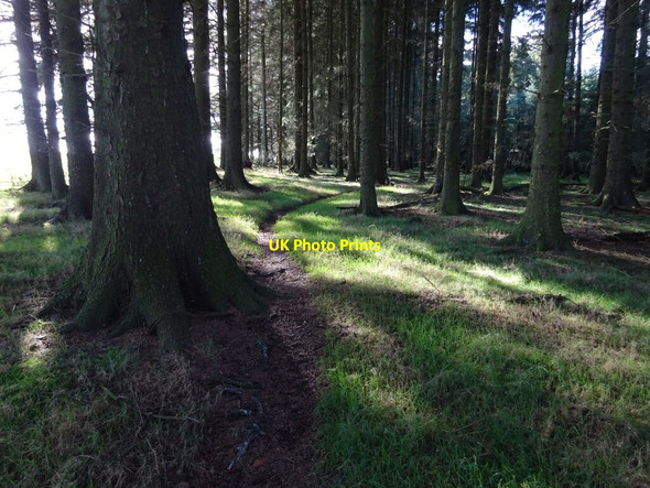 Photo 6"x4" Woodland north of Priors Holt Hill Hamperley c2021
