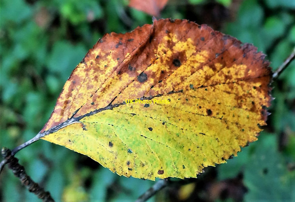 Photo 6"x4" Leaf of Lancaster Whitebeam (Sorbus lancastriensis), Churchland Lane, Sedlescombe Sedlescombe c2021
