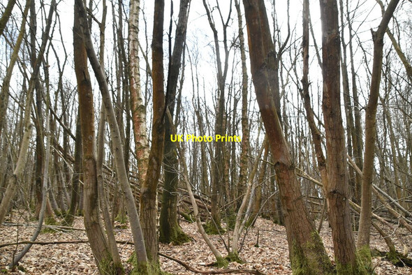 Photo 6"x4" Black Sand Wood Broad Oak\/TQ6022 c2021