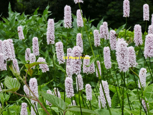 Photo 6"x4" Bolling Hall: pink flowers Bradford\/SE1632 c2021