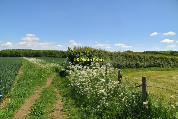 Photo 6"x4" Icknield Way Trail Broad Green\/TL4439 c2021