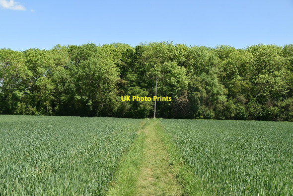 Photo 6"x4" Icknield Way Path Broad Green\/TL4439 c2021