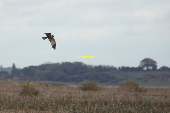 Photo 6"x4" Marsh Harrier (Circus aeruginosus) over the reedbeds at Blacktoft Sands Blacktoft c2021