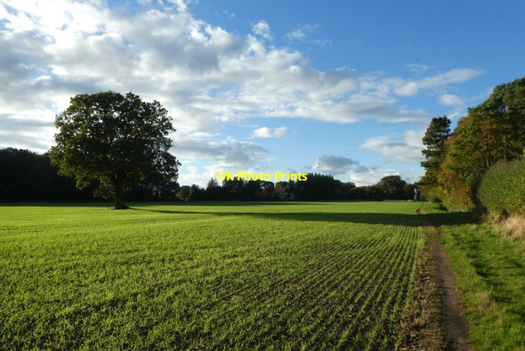 Photo 6"x4" Cereal field near Tillmire Farm Crockey Hill c2021