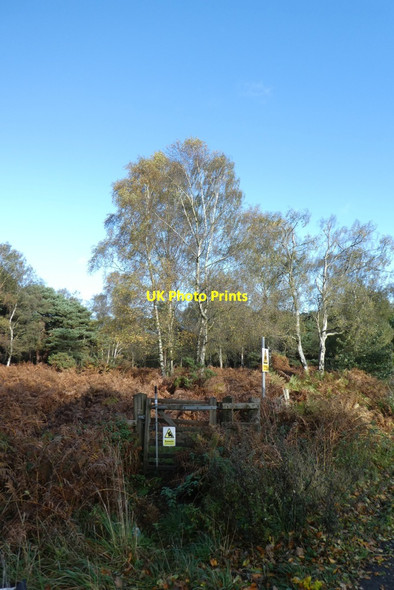 Photo 6"x4" Gate along Towthorpe Moor Road Towthorpe\/SE6358 c2021