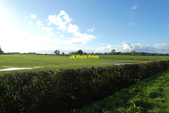 Photo 6"x4" Hedgerow along Rudcarr Lane Holtby c2021