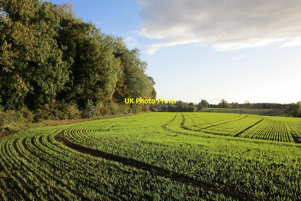 Photo 6"x4" Autumn sown crop near Hucklecroft Cottage Teversal c2021