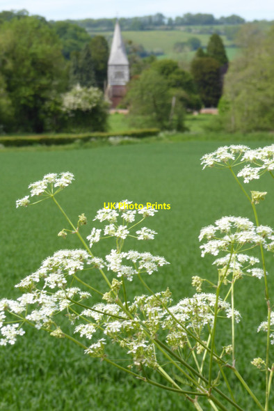 Photo 6"x4" Cow parsley and Bromesberrow Church Bromesberrow c2021