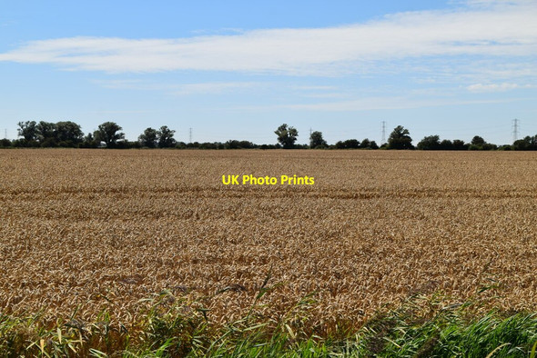 Photo 6"x4" Wheat field Newchurch\/TR0531 c2020