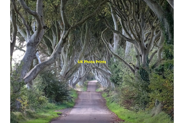 Photo 6"x4" The Dark Hedges The Dry Arch c2021