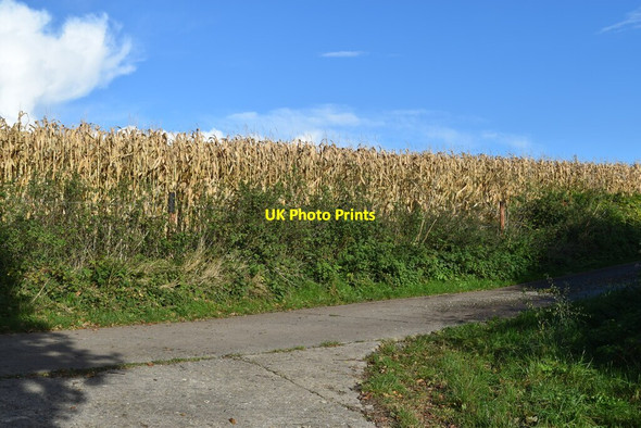 Photo 6"x4" Standing sweetcorn beside Monarch's Way Teffont Magna c2021