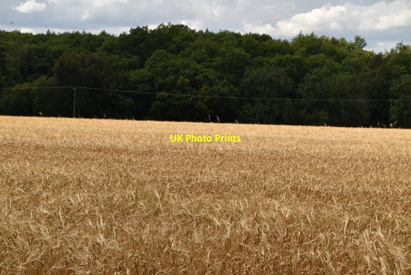 Photo 6"x4" Field of Barley Hassell Street c2020