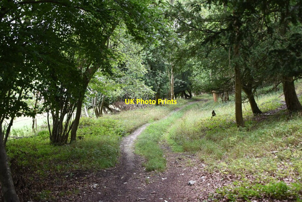 Photo 6"x4" Footpath, Great Wood Skirmett c2020