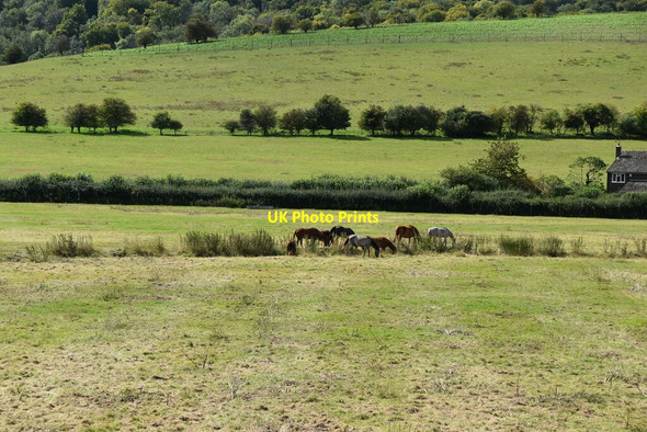 Photo 6"x4" Pasture in the Hambleden Valley Skirmett c2020