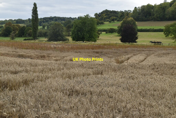 Photo 6"x4" Wheat field Skirmett c2020
