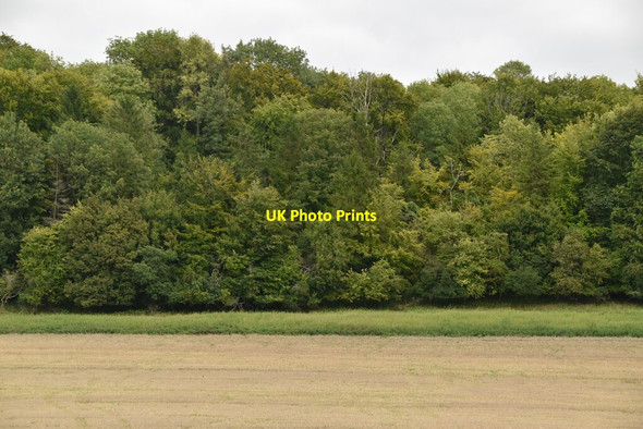 Photo 6"x4" Hatchet wood Colstrope c2020