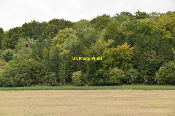 Photo 6"x4" Hatchet wood Colstrope c2020