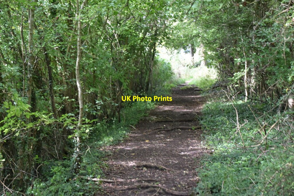 Photo 6"x4" The Chiltern Way Colstrope c2020