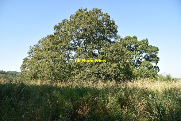 Photo 6"x4" Wooded pond Cowden\/TQ4640 c2021