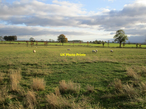 Photo 6"x4" Grazing sheep near Rolleston Noseley c2021
