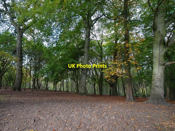 Photo 6"x4" Northycote Woodland Bushbury\/SJ9203 c2021
