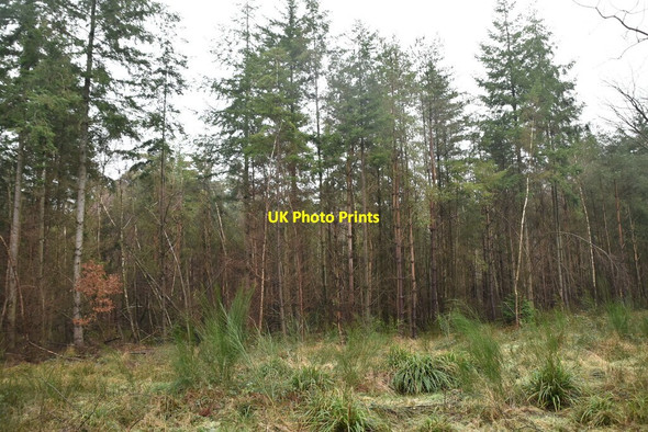 Photo 6"x4" Bedgebury Forest Bedgebury Cross c2021