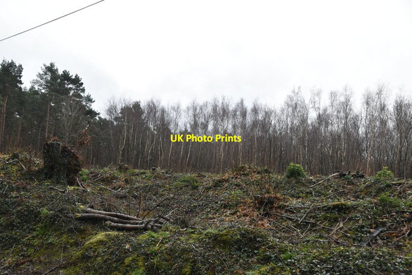 Photo 6"x4" Bedgebury Forest Gill's Green c2021