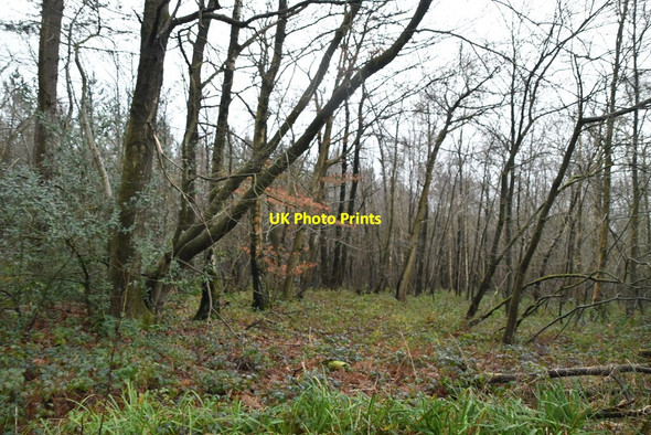 Photo 6"x4" Bedgebury Forest Gill's Green c2021