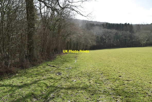 Photo 6"x4" Edge of Milkhurst Wood Punnett's Town c2021