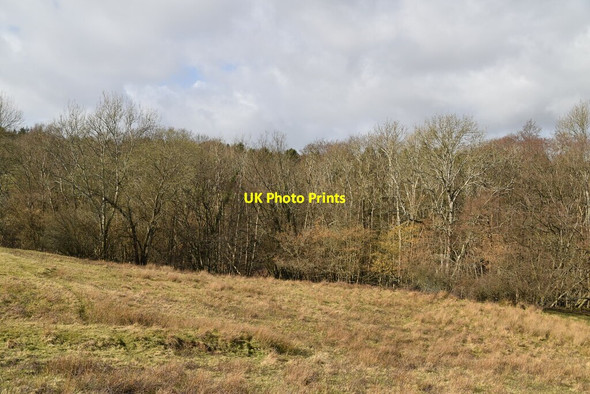 Photo 6"x4" Bingletts Wood Punnett's Town c2021