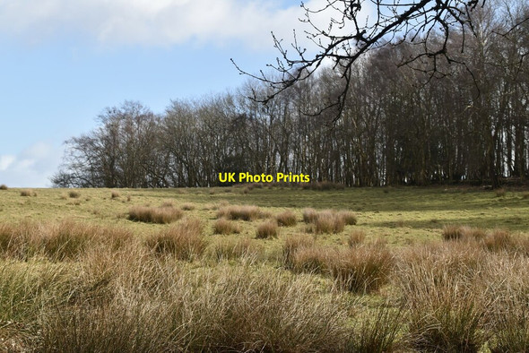 Photo 6"x4" Twenty Acre Wood Punnett's Town c2021