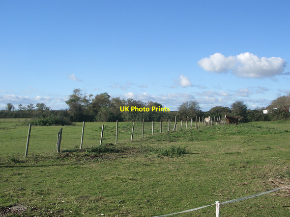 Photo 6"x4" Grazing beside Tyn-y-caeau Lane, Porthcawl Porthcawl c2021