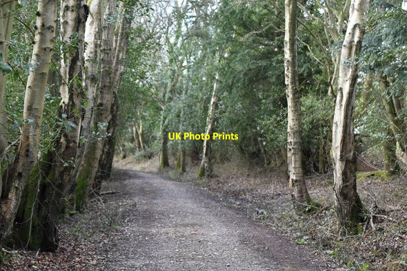 Photo 6"x4" Wooded byway Punnett's Town c2021