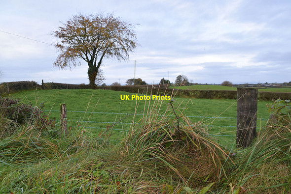 Photo 6"x4" Tree, Tycanny Garvaghy c2021