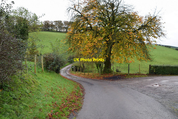 Photo 6"x4" Colourful tree, Tycanny Garvaghy c2021
