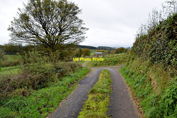 Photo 6"x4" Tree along Rarogan Road Garvaghy c2021