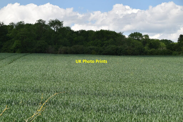 Photo 6"x4" Wheat field Strethall c2021